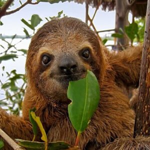Sloths nature preserve